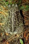 Pelobates cultripes