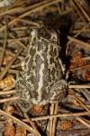 Pelobates cultripes