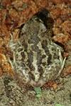 Pelobates cultripes