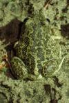 Pelobates cultripes