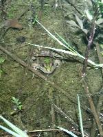 Pelophylax kl. esculentus