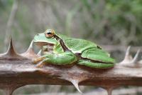Hyla molleri