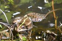 Pelophylax kl. esculentus