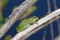 Hyla meridionalis