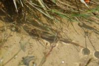 Lissotriton helveticus