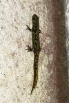 Triturus marmoratus
