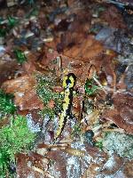 Salamandra salamandra