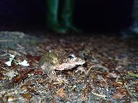 Rana temporaria