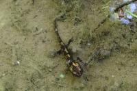 Salamandra salamandra fastuosa