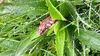 Rana temporaria