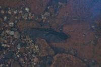 Salamandra salamandra
