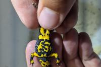 Bombina variegata