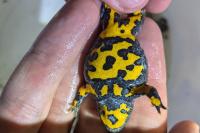Bombina variegata