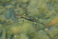 Salamandra salamandra