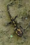 Salamandra salamandra fastuosa