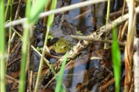 Pelophylax