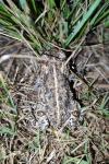Epidalea calamita