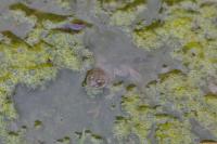 Bombina variegata