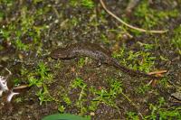 Ichthyosaura alpestris