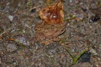 Bufo bufo