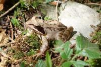 Rana dalmatina