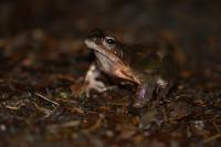 Rana temporaria