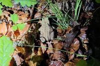 Bufo bufo