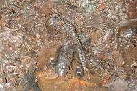 Ichthyosaura alpestris
