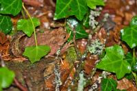 Bufo bufo