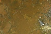 Lissotriton helveticus