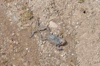 Bufo bufo