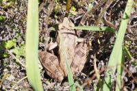 Rana dalmatina