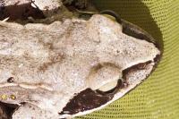 Rana dalmatina