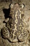 Pelobates cultripes