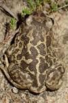 Pelobates cultripes