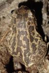 Pelobates cultripes