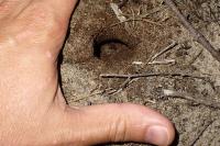 Pelobates cultripes