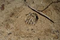 Pelobates cultripes