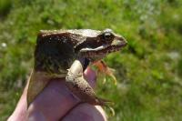 Rana temporaria