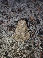 Pelobates cultripes