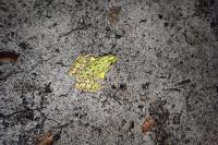 Pelophylax