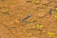 Ichthyosaura alpestris