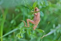 Rana dalmatina