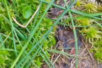 Bufo spinosus