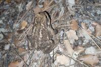 Bufo spinosus