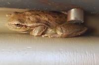 Hyla meridionalis