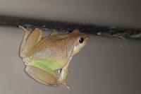 Hyla meridionalis