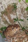 Bufo spinosus