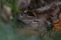 Rana temporaria temporaria