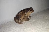 Bufo spinosus